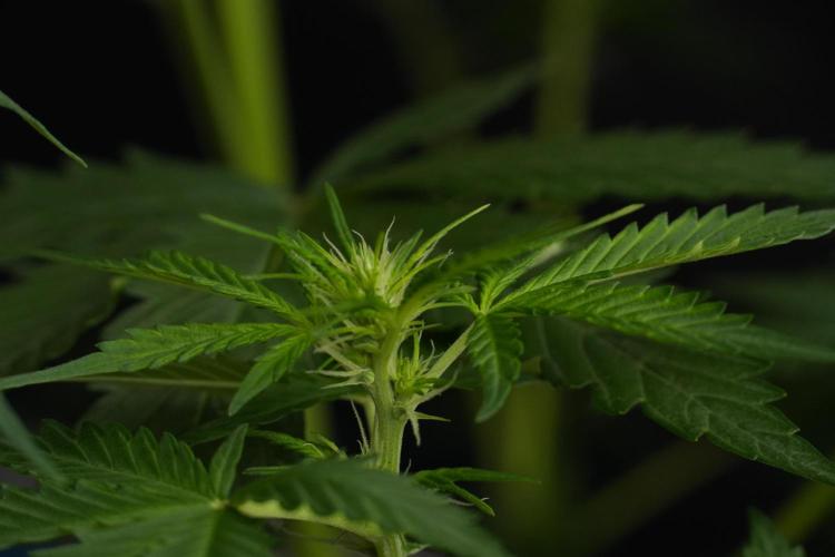 Amnesia Haze Auto by Zamnesia Pheno B. Week 7 - Amnesia Haze Auto – Pheno B