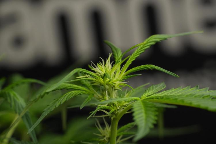 Amnesia Haze Auto by Zamnesia Pheno B. Week 7 - Amnesia Haze Auto – Pheno B
