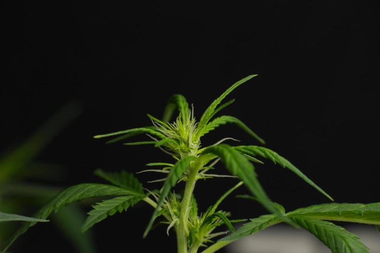 Amnesia Haze Auto by Zamnesia Pheno B. Week 7 - Amnesia Haze Auto – Pheno B