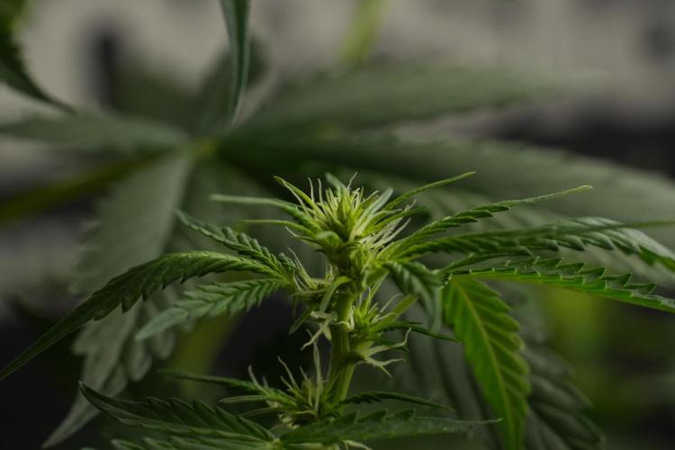 Amnesia Haze Auto by Zamnesia Pheno B. Week 7 - Amnesia Haze Auto – Pheno B