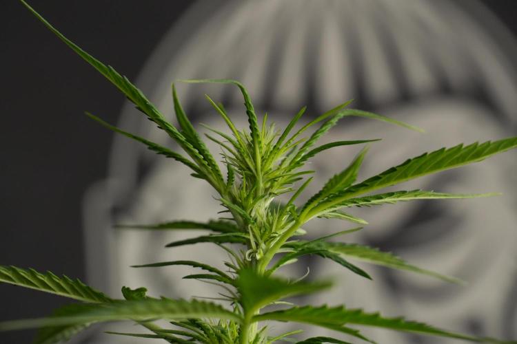Amnesia Haze Auto by Zamnesia Pheno B. Week 7 - Amnesia Haze Auto – Pheno B
