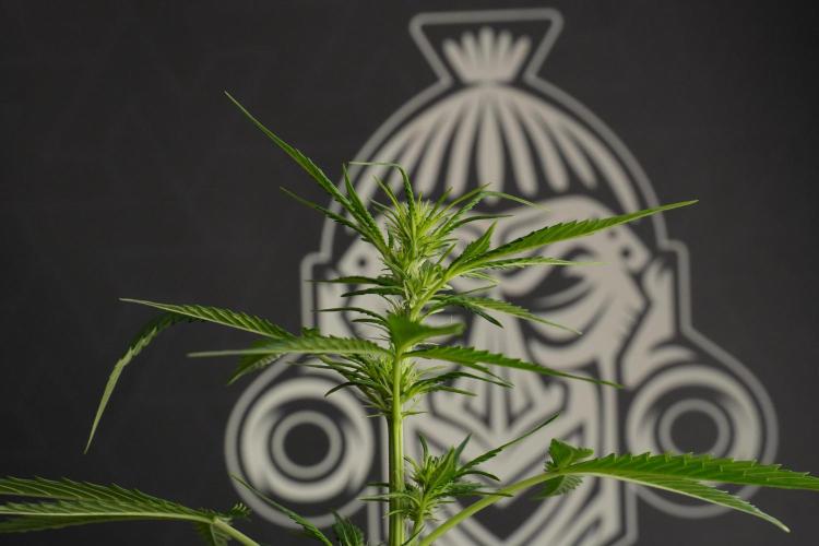 Amnesia Haze Auto by Zamnesia Pheno B. Week 7 - Amnesia Haze Auto – Pheno B