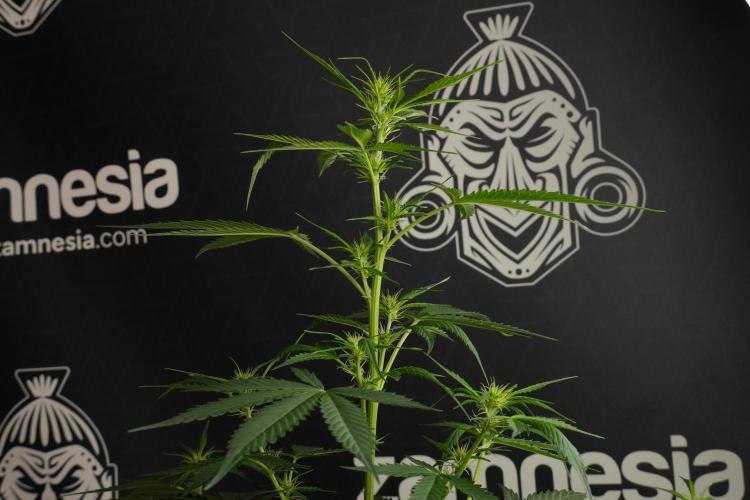 Amnesia Haze Auto by Zamnesia Pheno B. Week 7 - Amnesia Haze Auto – Pheno B