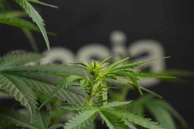 Amnesia Haze Auto by Zamnesia Pheno B. Week 7 - Amnesia Haze Auto – Pheno B