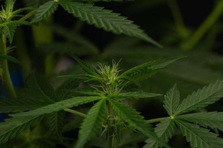 Amnesia Haze Auto by Zamnesia Pheno B. Week 7 - Amnesia Haze Auto – Pheno B