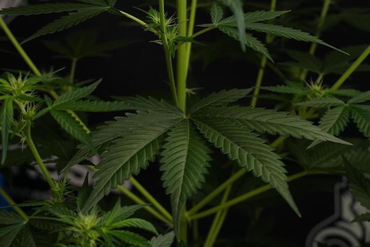 Amnesia Haze Auto by Zamnesia Pheno B. Week 7 - Amnesia Haze Auto – Pheno B