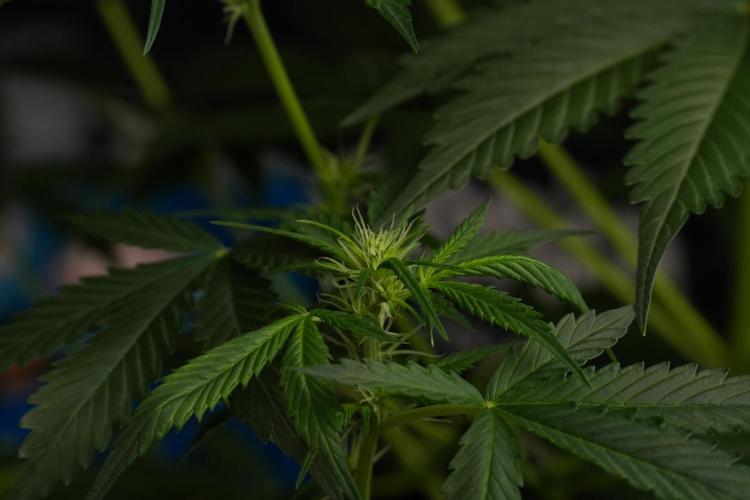 Amnesia Haze Auto by Zamnesia Pheno B. Week 7 - Amnesia Haze Auto – Pheno B
