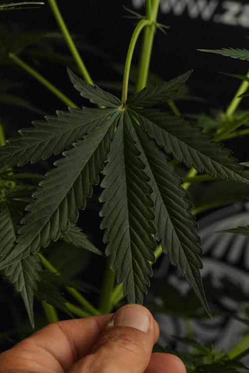 Amnesia Haze Auto by Zamnesia Pheno B. Week 7 - Amnesia Haze Auto – Pheno B