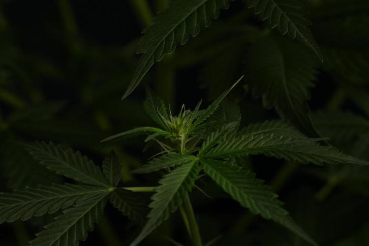 Amnesia Haze Auto by Zamnesia Pheno B. Week 7 - Amnesia Haze Auto – Pheno B