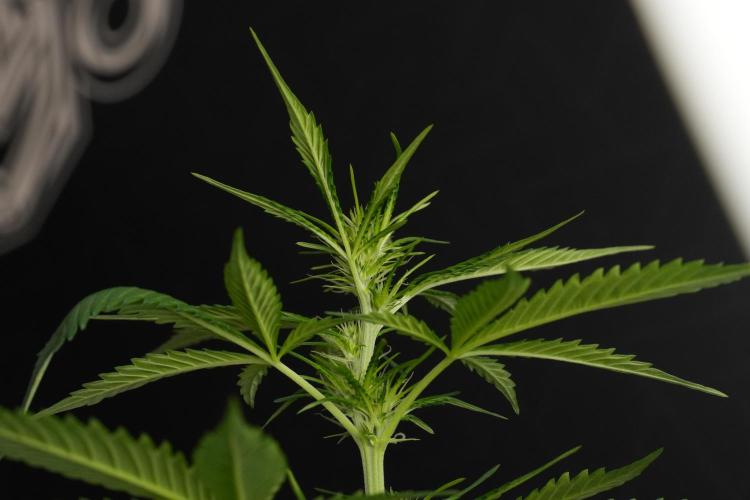 Amnesia Haze Auto by Zamnesia Pheno B. Week 7 - Amnesia Haze Auto – Pheno B