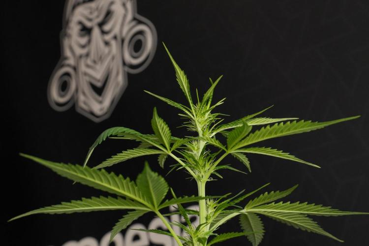Amnesia Haze Auto by Zamnesia Pheno B. Week 7 - Amnesia Haze Auto – Pheno B