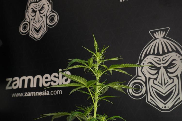 Amnesia Haze Auto by Zamnesia Pheno B. Week 7 - Amnesia Haze Auto – Pheno B