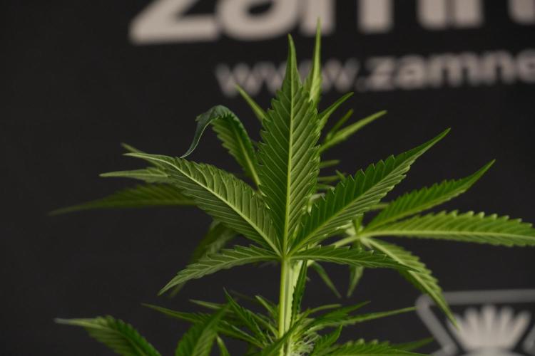 Amnesia Haze Auto by Zamnesia Pheno B. Week 7 - Amnesia Haze Auto – Pheno B