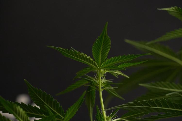 Amnesia Haze Auto by Zamnesia Pheno B. Week 7 - Amnesia Haze Auto – Pheno B
