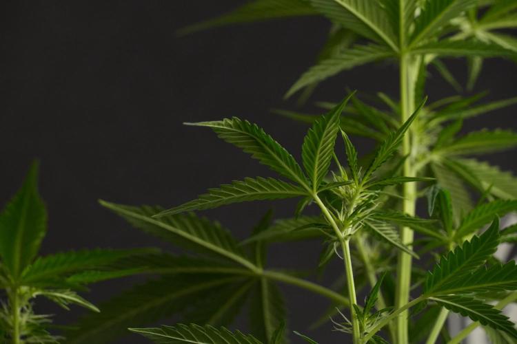 Amnesia Haze Auto by Zamnesia Pheno B. Week 7 - Amnesia Haze Auto – Pheno B