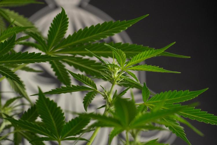 Amnesia Haze Auto by Zamnesia Pheno B. Week 7 - Amnesia Haze Auto – Pheno B