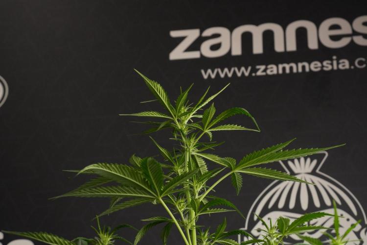 Amnesia Haze Auto by Zamnesia Pheno B. Week 7 - Amnesia Haze Auto – Pheno B