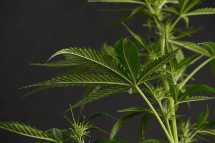 Amnesia Haze Auto by Zamnesia Pheno B. Week 7 - Amnesia Haze Auto – Pheno B