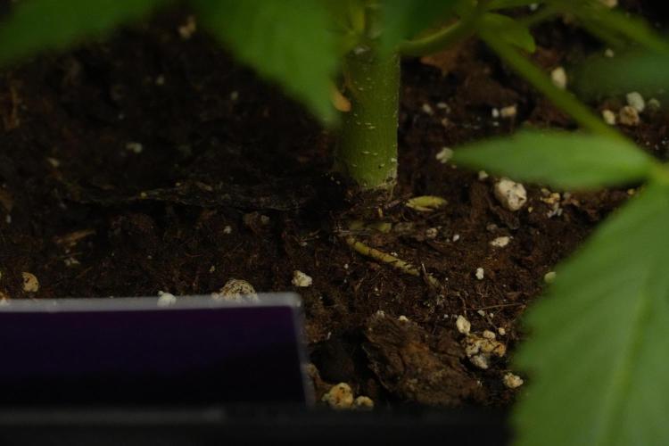 Amnesia Haze Auto by Zamnesia Pheno B. Week 7 - Amnesia Haze Auto – Pheno B