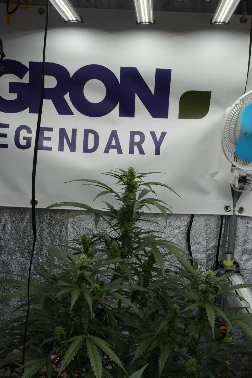 Black Diamont Auto By Zamnesia Pheno A. Week 7 - Black Diamont Auto  Pheno A