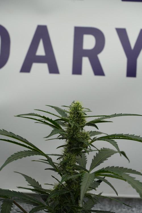 Black Diamont Auto By Zamnesia Pheno A. Week 7 - Black Diamont Auto  Pheno A