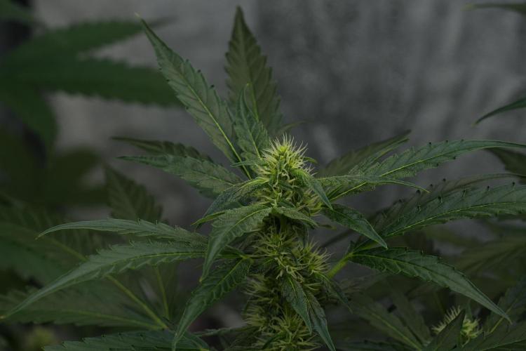 Black Diamont Auto By Zamnesia Pheno A. Week 7 - Black Diamont Auto  Pheno A