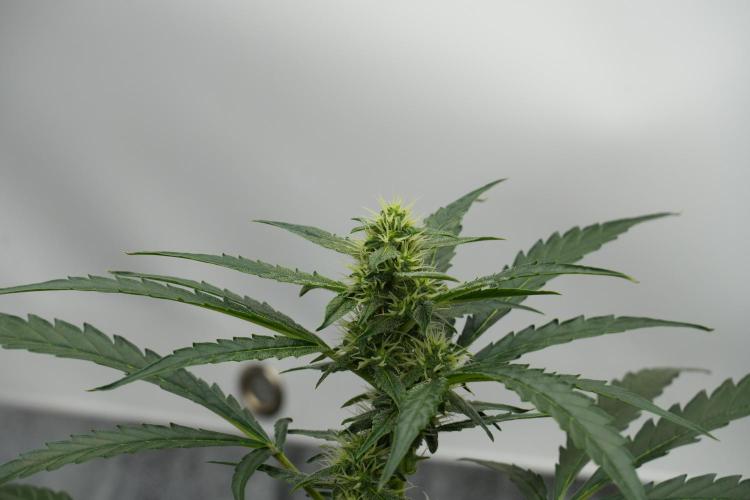 Black Diamont Auto By Zamnesia Pheno A. Week 7 - Black Diamont Auto  Pheno A