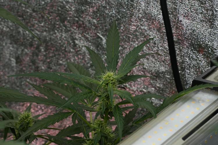 Black Diamont Auto By Zamnesia Pheno A. Week 7 - Black Diamont Auto  Pheno A