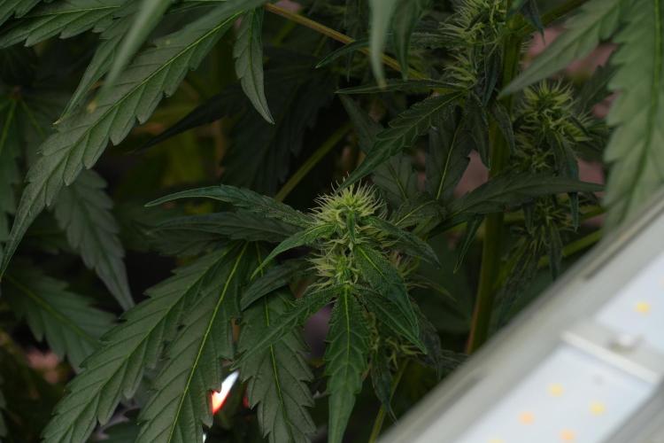 Black Diamont Auto By Zamnesia Pheno A. Week 7 - Black Diamont Auto  Pheno A