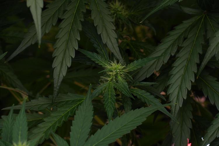 Black Diamont Auto By Zamnesia Pheno A. Week 7 - Black Diamont Auto  Pheno A