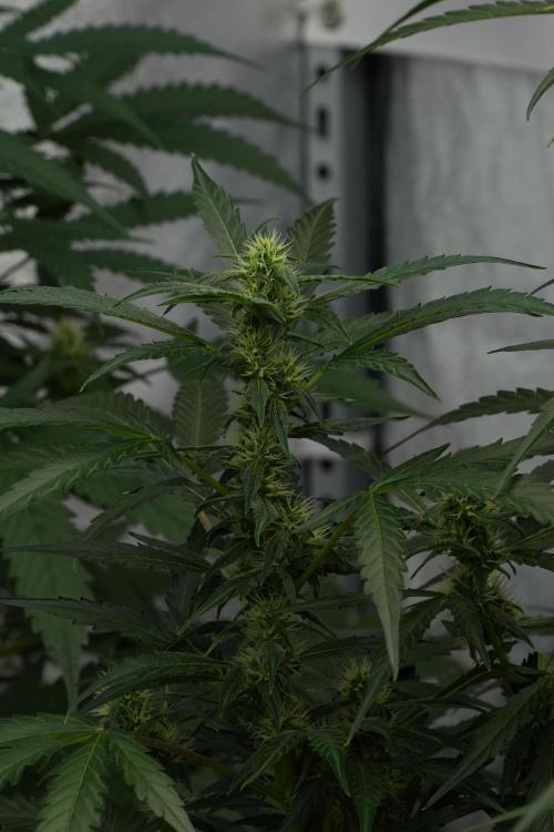 Black Diamont Auto By Zamnesia Pheno A. Week 7 - Black Diamont Auto  Pheno A