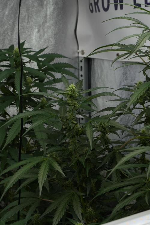 Black Diamont Auto By Zamnesia Pheno A. Week 7 - Black Diamont Auto  Pheno A