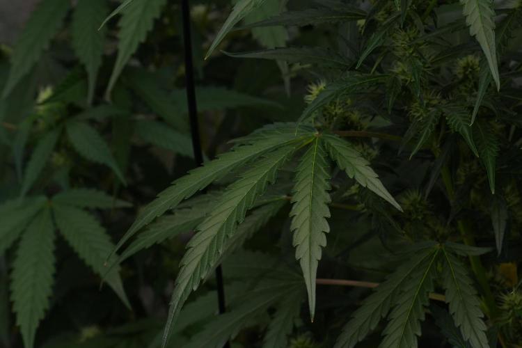 Black Diamont Auto By Zamnesia Pheno A. Week 7 - Black Diamont Auto  Pheno A