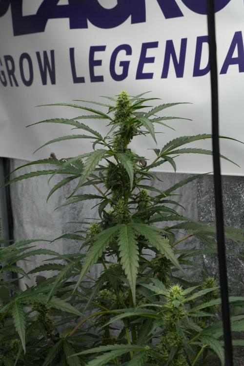 Black Diamont Auto By Zamnesia Pheno A. Week 7 - Black Diamont Auto  Pheno A