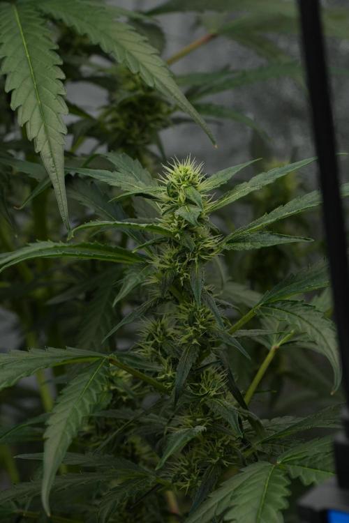 Black Diamont Auto By Zamnesia Pheno A. Week 7 - Black Diamont Auto  Pheno A