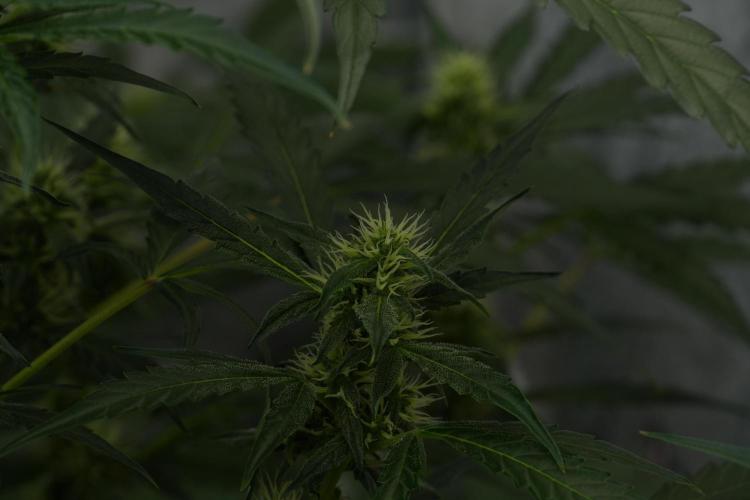 Black Diamont Auto By Zamnesia Pheno A. Week 7 - Black Diamont Auto  Pheno A