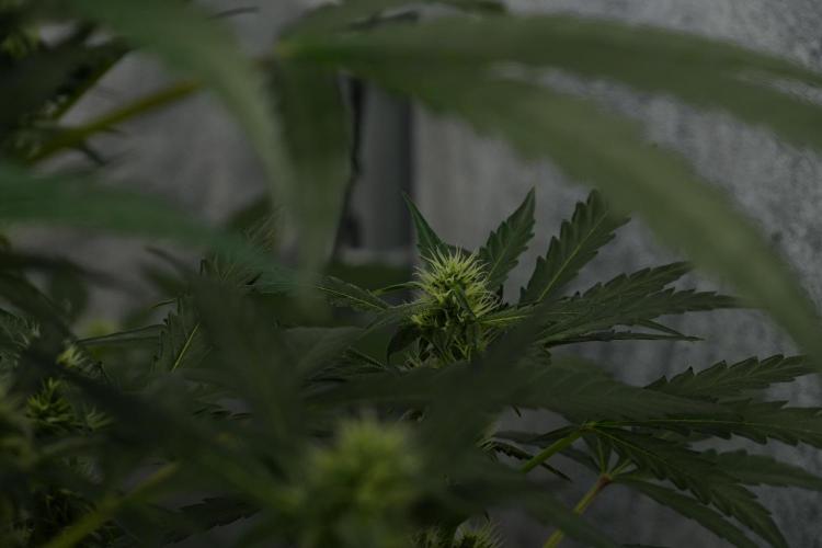 Black Diamont Auto By Zamnesia Pheno A. Week 7 - Black Diamont Auto  Pheno A