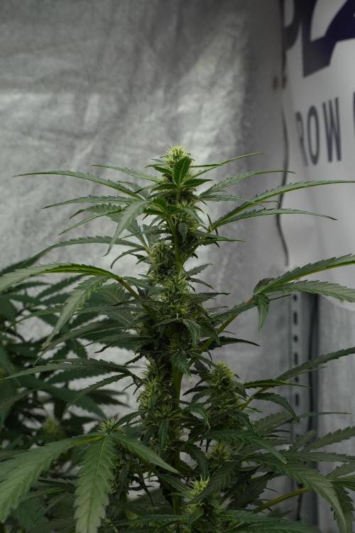 Black Diamont Auto By Zamnesia Pheno A. Week 7 - Black Diamont Auto  Pheno A