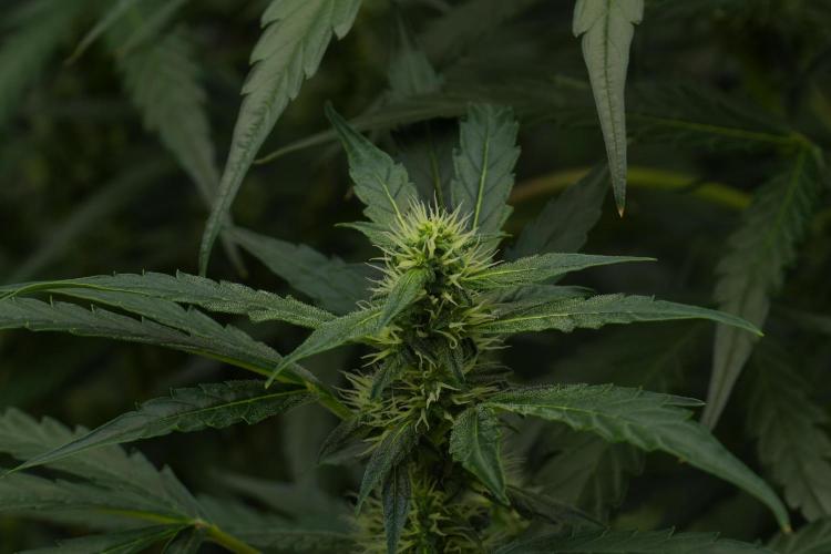 Black Diamont Auto By Zamnesia Pheno A. Week 7 - Black Diamont Auto  Pheno A