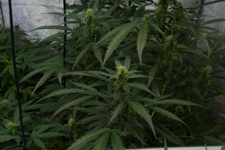 Black Diamont Auto By Zamnesia Pheno A. Week 7 - Black Diamont Auto  Pheno A