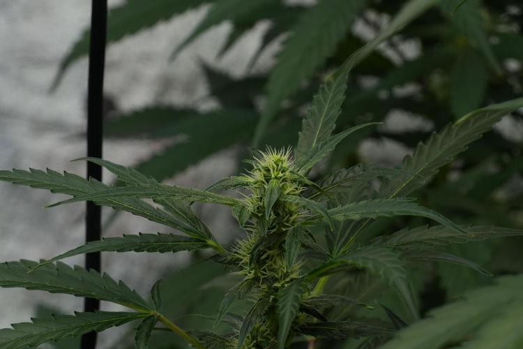 Black Diamont Auto By Zamnesia Pheno A. Week 7 - Black Diamont Auto  Pheno A
