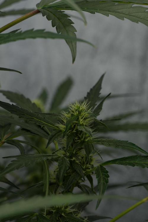 Black Diamont Auto By Zamnesia Pheno A. Week 7 - Black Diamont Auto  Pheno A