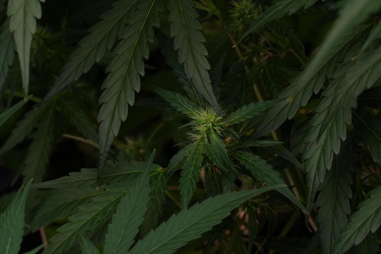 Black Diamont Auto By Zamnesia Pheno A. Week 7 - Black Diamont Auto  Pheno A