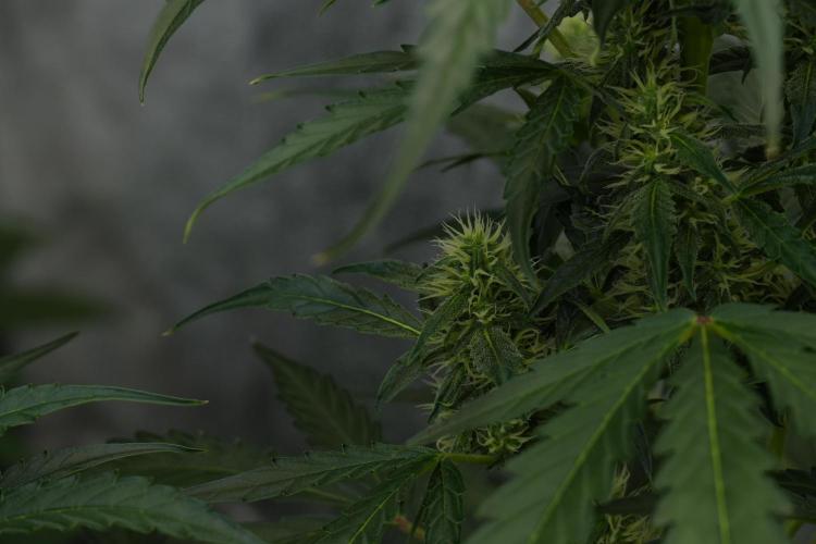 Black Diamont Auto By Zamnesia Pheno A. Week 7 - Black Diamont Auto  Pheno A
