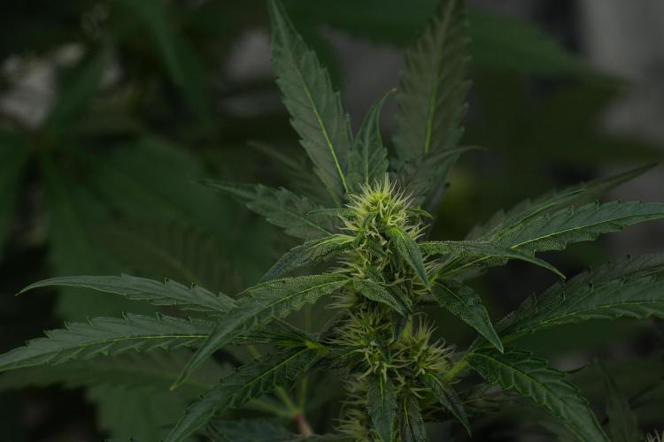 Black Diamont Auto By Zamnesia Pheno A. Week 7 - Black Diamont Auto  Pheno A
