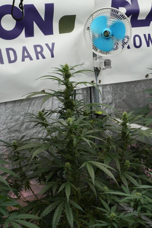Black Diamont Auto By Zamnesia Pheno A. Week 7 - Black Diamont Auto  Pheno A