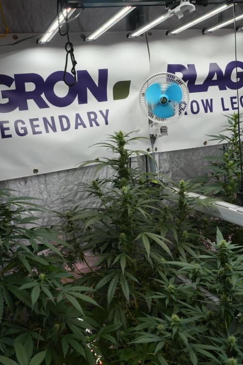 Black Diamont Auto By Zamnesia Pheno A. Week 7 - Black Diamont Auto  Pheno A
