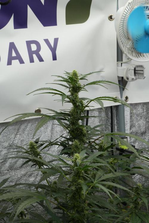 Black Diamont Auto By Zamnesia Pheno A. Week 7 - Black Diamont Auto  Pheno A