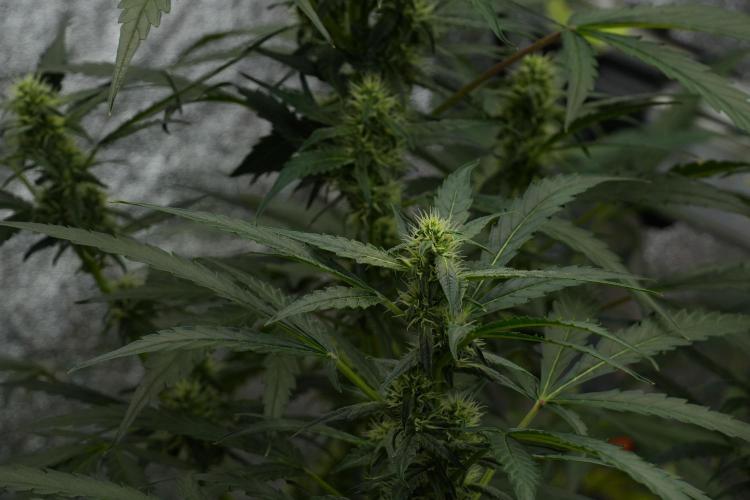 Black Diamont Auto By Zamnesia Pheno A. Week 7 - Black Diamont Auto  Pheno A