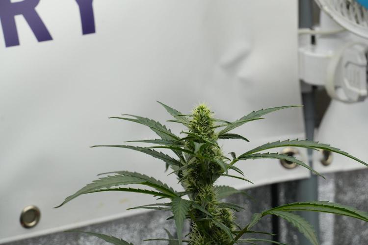 Black Diamont Auto By Zamnesia Pheno A. Week 7 - Black Diamont Auto  Pheno A